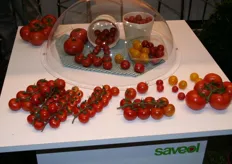 Het Franse Saveol biedt een compleet assortiment tomaten