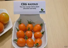 Een oranje cherry pruim tomaat, nieuw van Gautier Semences.